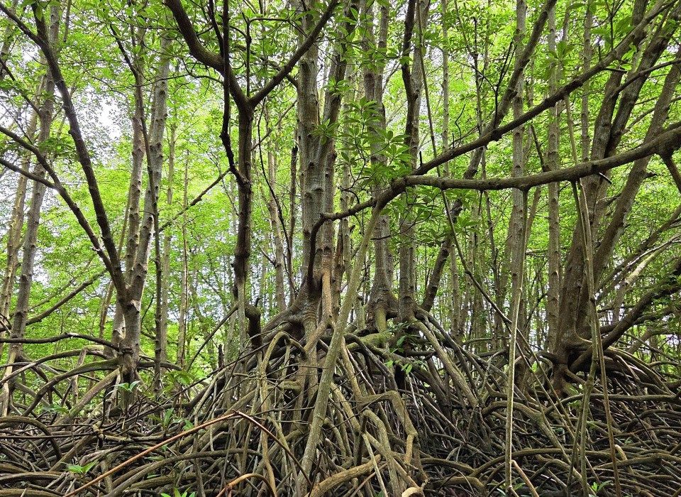 Can Gio Mangrove Forest