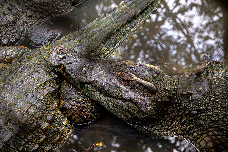 Can Gio Mangrove Forest