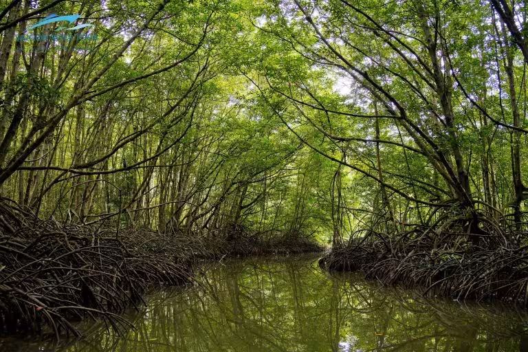 Can Gio Mangrove Forest