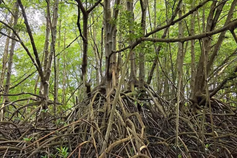 Can Gio Mangrove Forest